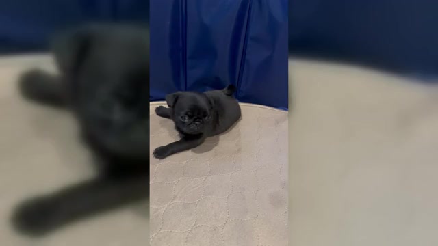 Video preview image #6 Pug Puppy For Sale in CEDAR RAPIDS, IA, USA