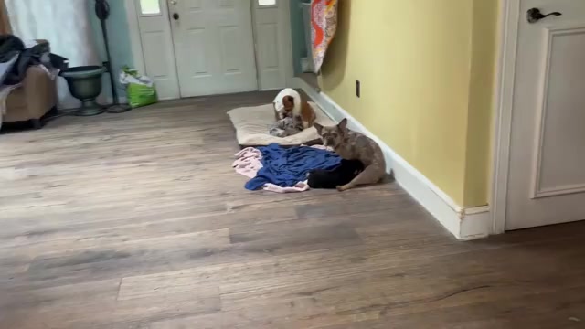 Video preview image #1 French Bulldog Puppy For Sale in NEWTON, NJ, USA