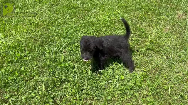 Video preview image #6 Australian Cattle Dog-Poodle (Standard) Mix Puppy For Sale in NEOLA, WV, USA