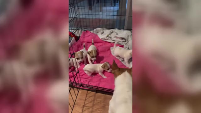 Video preview image #1 Jack Russell Terrier Puppy For Sale in HARRISVILLE, RI, USA