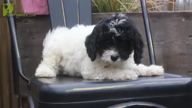 Video preview image #1 Cavapoo Puppy For Sale in CAPON BRIDGE, WV, USA