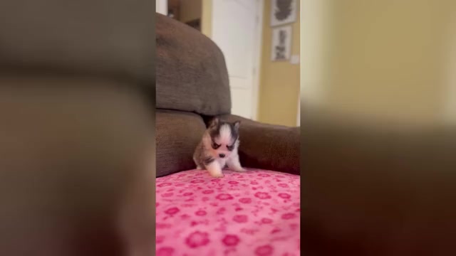 Video preview image #5 Pomsky Puppy For Sale in DRACUT, MA, USA