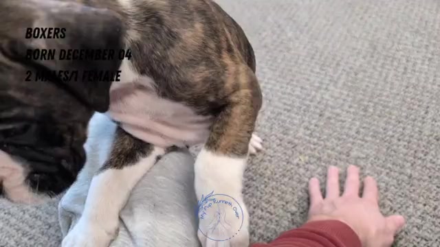 Video preview image #3 Boxer Puppy For Sale in GOSHEN, IN, USA