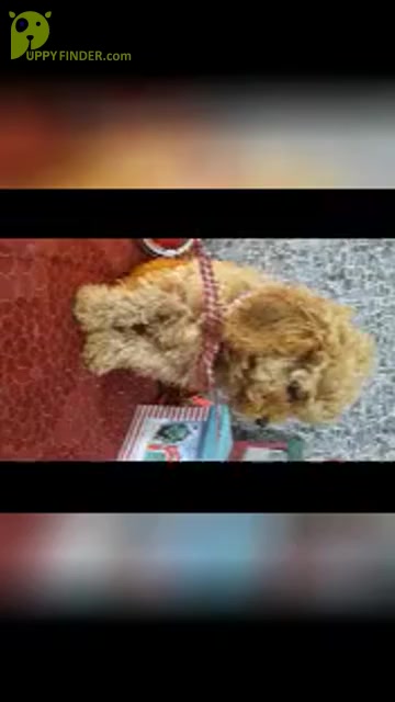 Video preview image #2 Cavapoo Puppy For Sale in SHIPSHEWANA, IN, USA