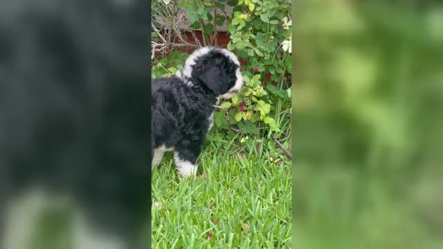 Video preview image #1 Bernedoodle Puppy For Sale in BUFFALO GAP, TX, USA