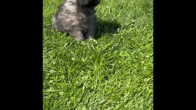 Video preview image #1 Pomeranian Puppy For Sale in ROCK STREAM, NY, USA
