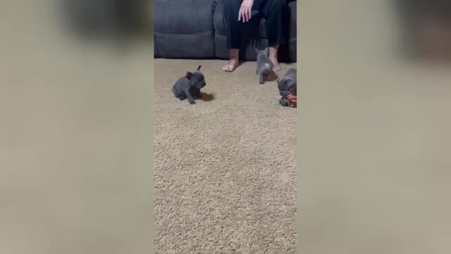 Video preview image #1 French Bulldog Puppy For Sale in CAMERON, OK, USA