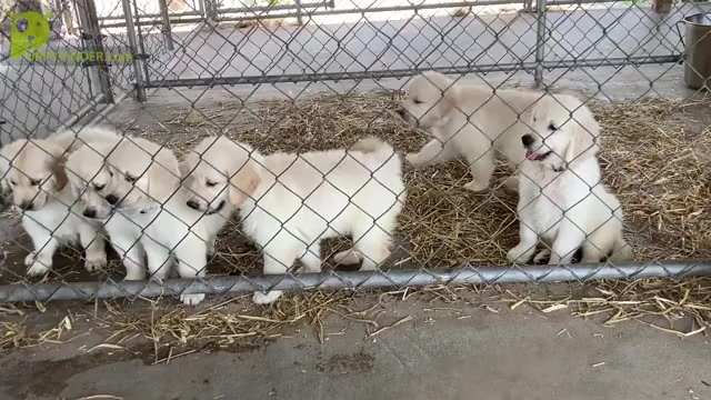Video preview image #2  Breeder Profile in BARNWELL, SC, USA