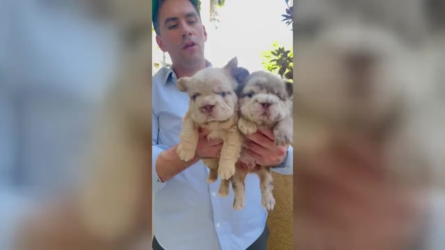 Video preview image #4 French Bulldog Puppy For Sale in SAN DIEGO, CA, USA