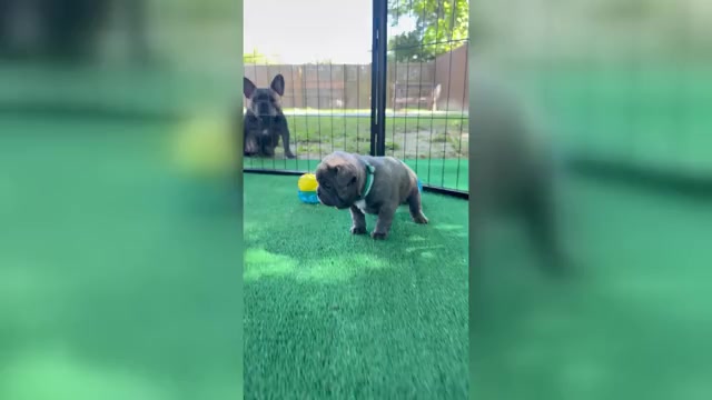 Video preview image #2 French Bulldog Puppy For Sale in ORANGE, TX, USA
