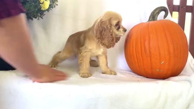 Video preview image #5 Cocker Spaniel Puppy For Sale in WAKARUSA, IN, USA