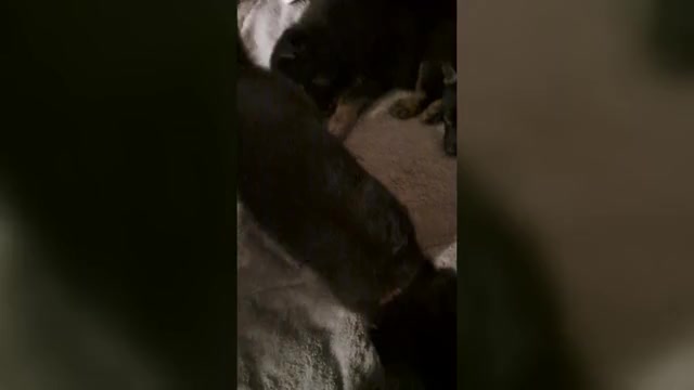 Video preview image #1 German Shepherd Dog Puppy For Sale in SHORTSVILLE, NY, USA