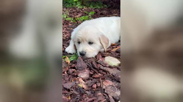 Video preview image #3 English Cream Golden Retriever Puppy For Sale in DAWSONVILLE, GA, USA