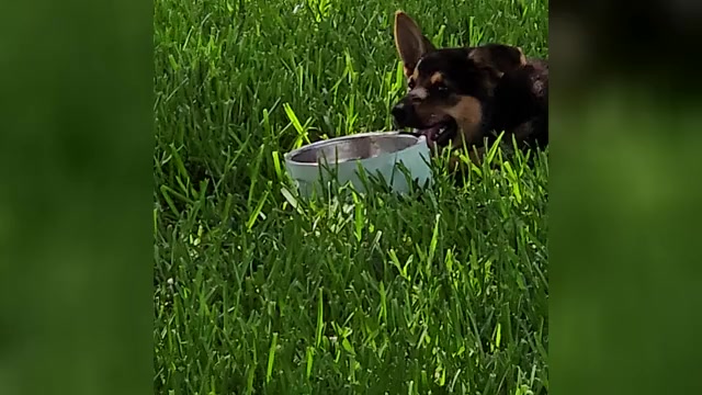 Video preview image #1 German Shepherd Dog Puppy For Sale in NAVASOTA, TX, USA