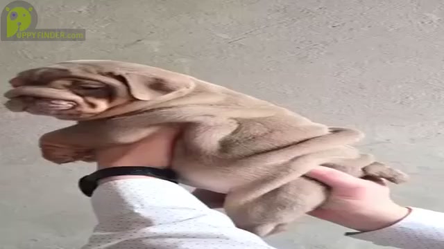 Video preview image #1 English Bulldog Puppy For Sale in BERKELEY, CA, USA