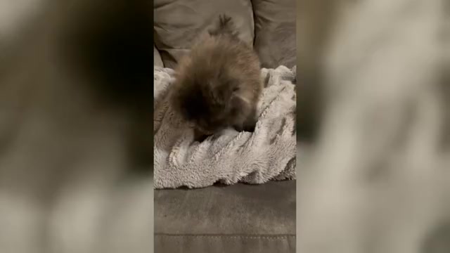Video preview image #2 Pomeranian Puppy For Sale in BAKERSFIELD, CA, USA