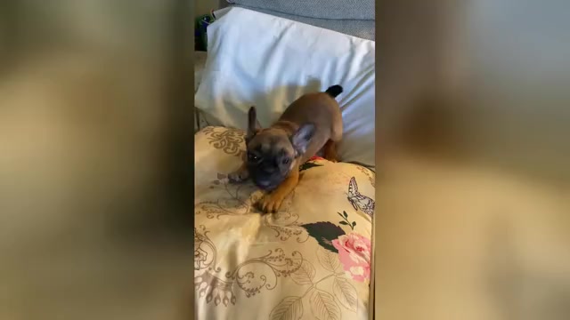 Video preview image #2 French Bulldog Puppy For Sale in WOODRUFF, SC, USA