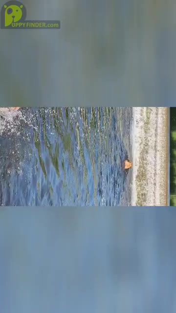 Video preview image #1  Breeder Profile in BUFFALO, NY, USA