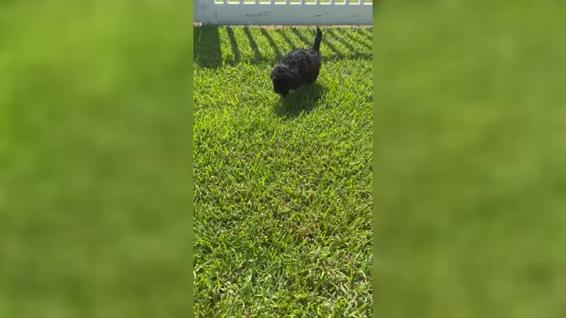 Video preview image #5 Miniature Bernedoodle Puppy For Sale in AUBURNDALE, FL, USA