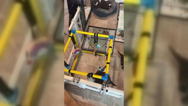 Video preview image #3 Aussiedoodle Miniature -Bernedoodle (Miniature) Mix Puppy For Sale in GREENVILLE, OH, USA