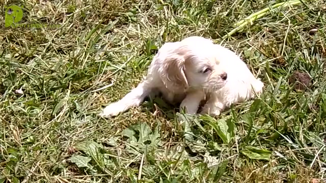 Video preview image #1 Cocker Spaniel Puppy For Sale in CROSSVILLE, TN, USA