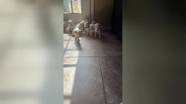 Video preview image #3 Dalmatian Puppy For Sale in FORT WORTH, TX, USA