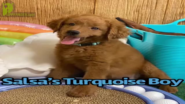 Video preview image #1 Goldendoodle (Miniature) Puppy For Sale in BULLARD, TX, USA
