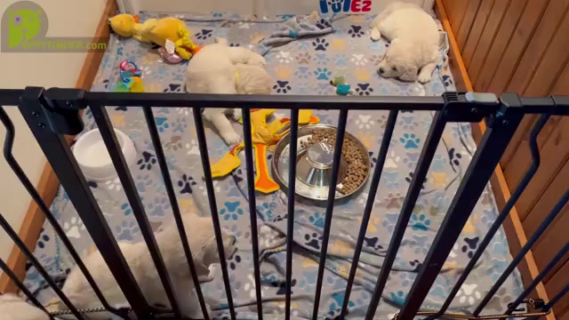 Video preview image #2  Breeder Profile in VALDERS, WI, USA