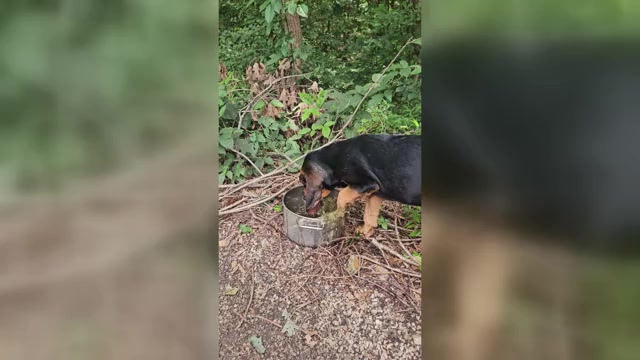 Video preview image #1 Bloodhound Puppy For Sale in TOCCOA, GA, USA