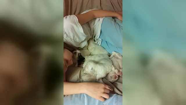 Video preview image #6 Shih Tzu Puppy For Sale in FANNING SPGS, FL, USA