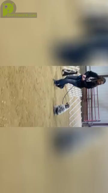 Video preview image #1  Breeder Profile in NOLENSVILLE, TN, USA