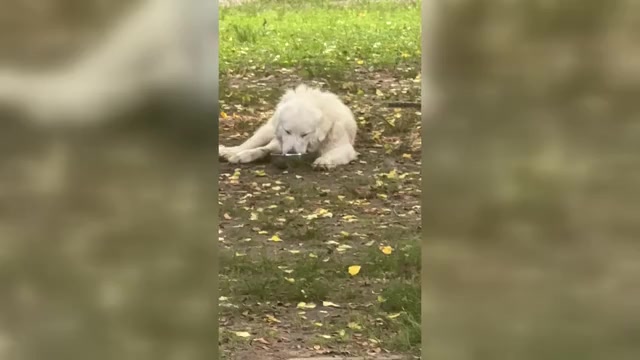 Video preview image #1 Great Pyrenees Puppy For Sale in STOKES, NC, USA