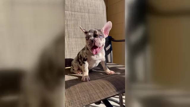 Video preview image #2 French Bulldog Puppy For Sale in ALPHARETTA, GA, USA