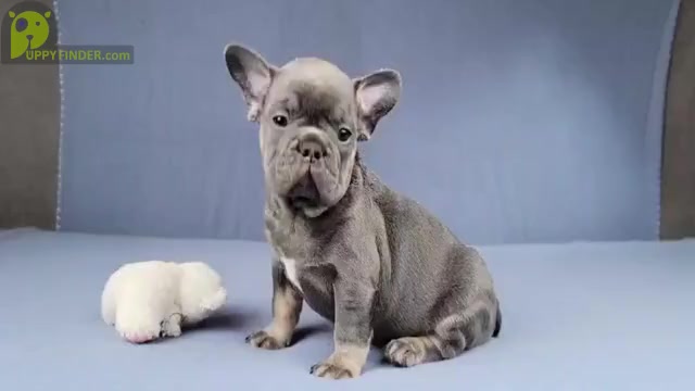 Video preview image #8 French Bulldog Puppy For Sale in BOSTON, MA, USA