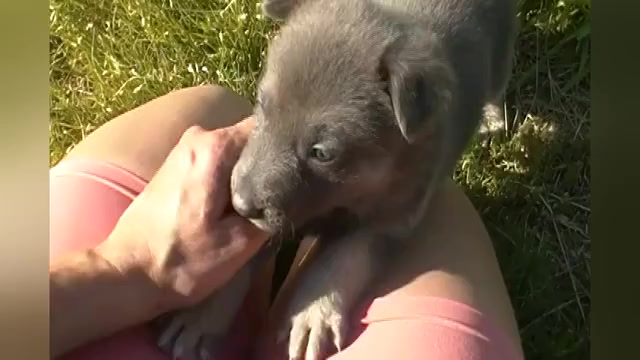 Video preview image #2 German Shepherd Dog Puppy For Sale in PIEDMONT, MO, USA