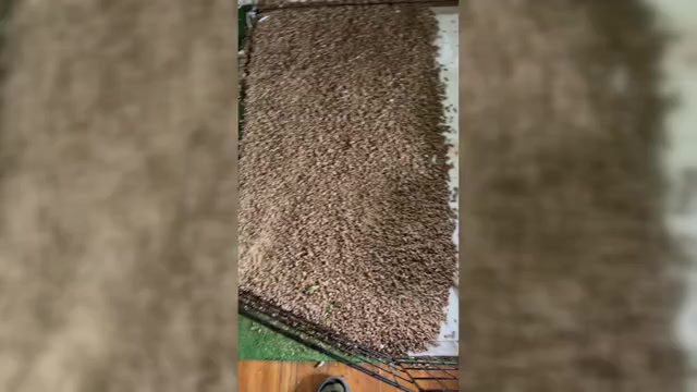 Video preview image #3 American Bully Puppy For Sale in PLAINFIELD, CT, USA