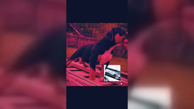 Video preview image #8  Breeder Profile in FORT MITCHELL, AL, USA