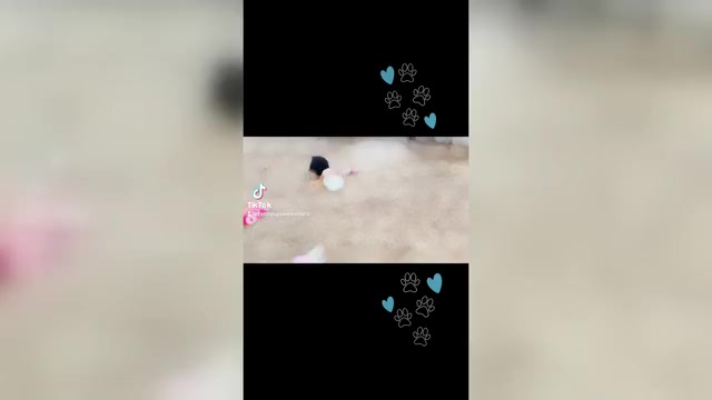 Video preview image #4 YorkiePoo Puppy For Sale in WARSAW, IN, USA