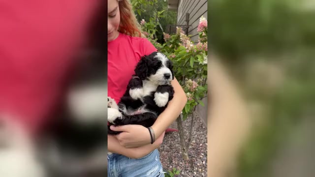 Video preview image #4 Bernedoodle Puppy For Sale in POPLAR, WI, USA