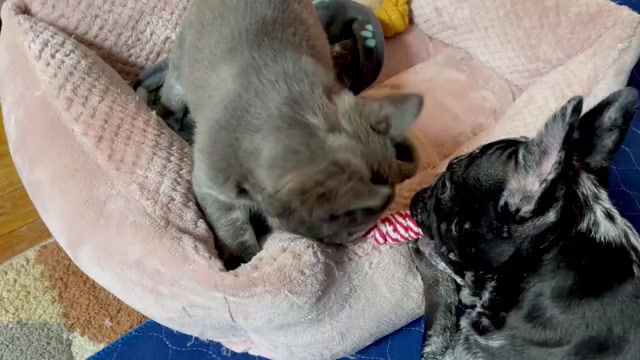 Video preview image #4 French Bulldog Puppy For Sale in PHILADELPHIA, PA, USA