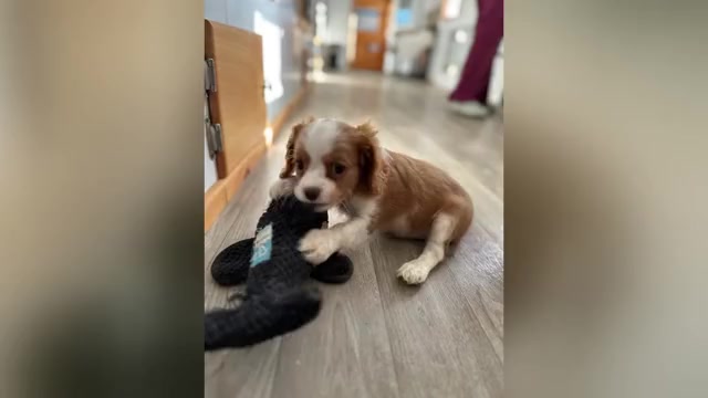 Video preview image #2 Cavalier King Charles Spaniel Puppy For Sale in CARLISLE, KY, USA