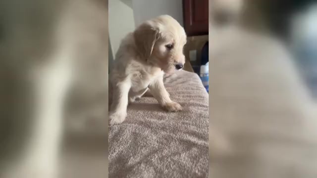 Video preview image #4 Goldendoodle Puppy For Sale in METAIRIE, LA, USA