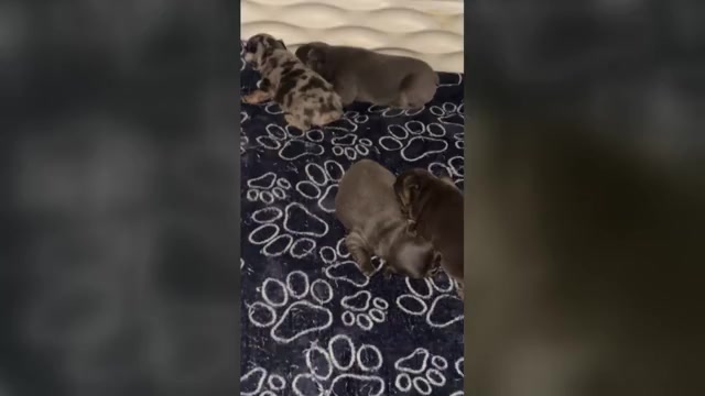 Video preview image #2  Breeder Profile in TAMPA, FL, USA