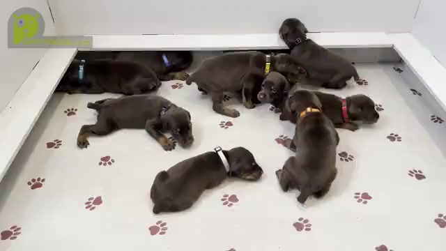 Video preview image #2  Breeder Profile in LAKELAND, FL, USA