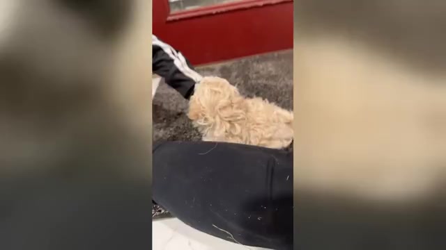 Video preview image #2 Poodle (Miniature) Puppy For Sale in TOPPENISH, WA, USA