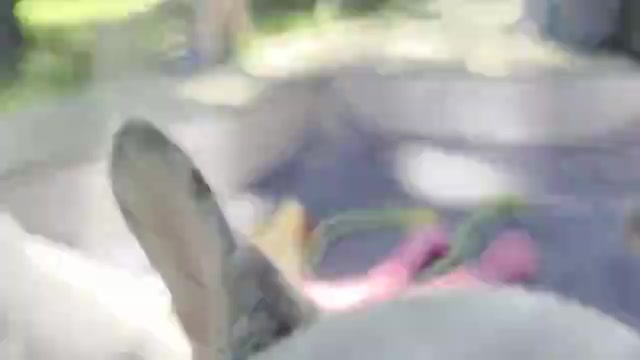 Video preview image #5 French Bulldog Puppy For Sale in ASHLAND, OH, USA