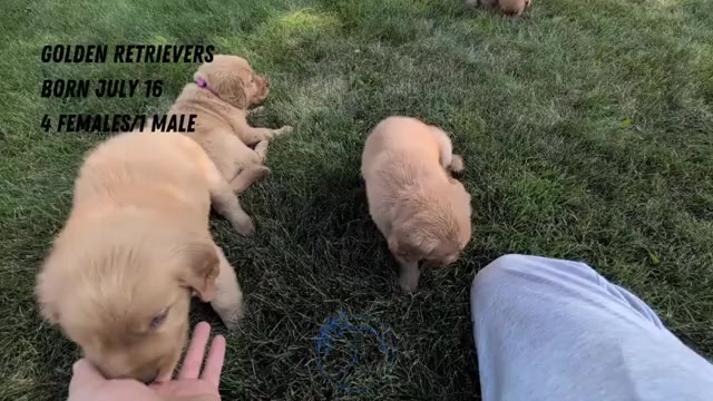 Video preview image #2 Golden Retriever Puppy For Sale in GOSHEN, IN, USA