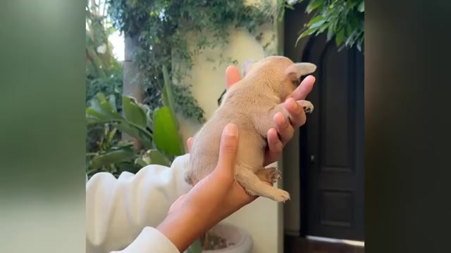 Video preview image #1 French Bulldog Puppy For Sale in DISCOVERY BAY, CA, USA