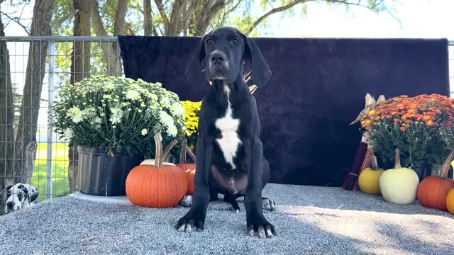 Video preview image #4 Great Dane Puppy For Sale in WAKARUSA, IN, USA