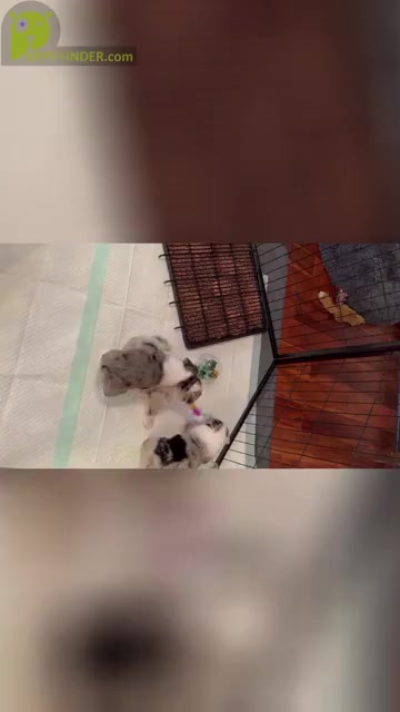 Video preview image #15  Breeder Profile in NOLENSVILLE, TN, USA